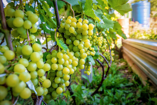 Ripe organic white grape plantation in sunlight