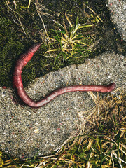 snake in the sand earthworm