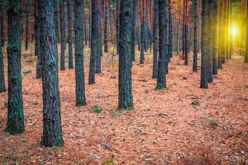 Obraz premium Sunlight in autumn pine forest