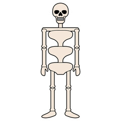 human skeleton vector illustration