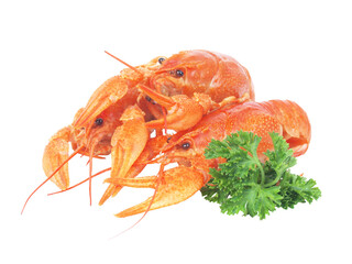 Crayfish on white background isolated