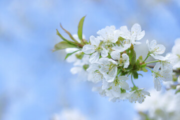 White Cherry blossoms flowers against blue sky. Blossoming  Cherry branch. Apple blossom on the background of nature. Springtime. Spring orchard. Fruit tree flowers. Cherry blossoms