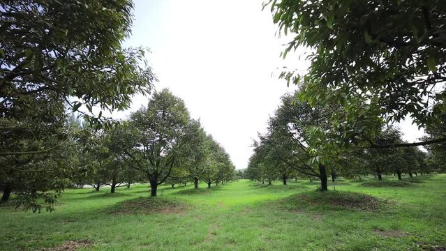 Durain Farm in The Morning