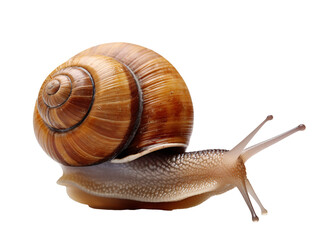 a snail on a white background