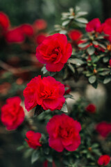Wild red roses growing in nature. Natural floral background for aromatherapy, spa, perfumery, postcards