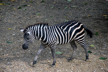 Fototapeta na wymiar Zebra gracefully strolling on rocky terrain, foraging for sustenance.