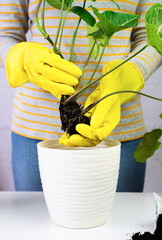 Woman in yellow gloves transplanting syngonium plant in the pot. Transplanting houseplant. Close-up. Selective focus.