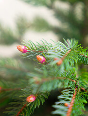 Young spruce tree buds. Natural background. Close-up. Selective focus.