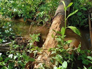 walking bridge made of coconut wood