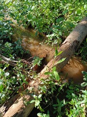 walking bridge made of coconut wood