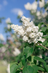 White lilac flowers in the spring park close up