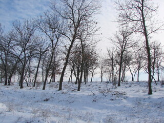 Fototapeta na wymiar Unsurpassed natural beauty of the forest-steppe of southern Ukraine under a soft fluffy carpet of snow illuminated by the rays of the frosty morning sun.