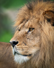 Closeup of an African lion on a green meadow
