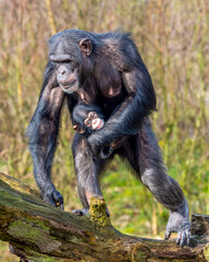 Closeup of a chimpanzee with its baby on a tree log
