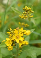 Gros plan de Lysimaque vulgaire (Lysimachi vulgaris) fleurissant dans la nature