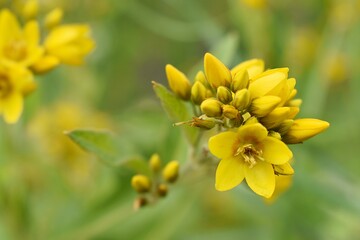 Macro de Lysimaque vulgaire (Lysimachi vulgaris) fleurissant dans la nature