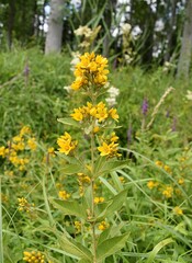 Lysimaque vulgaire (Lysimachi vulgaris) fleurissant dans la nature