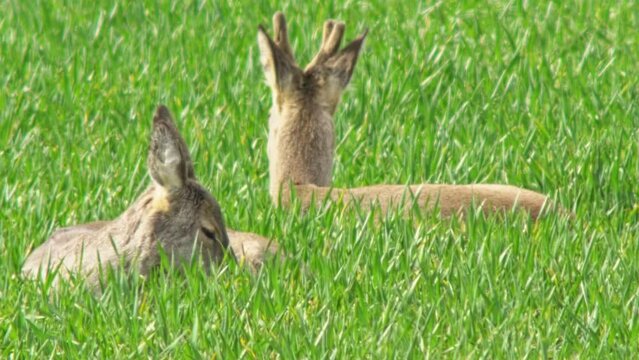 a few Deer (Capreolus capreolus) standing and lying in a green field while eating and resting, Magdeburg, Saxony-Anhalt, Germany, Europe