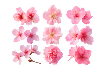 Collection of pink sakura flowers top view  isolated on white background