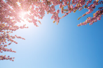 Pink cherry flowers against blue sky in sunny day - 734899122