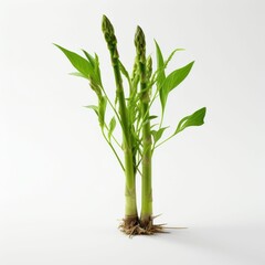 AI generated illustration of an asparagus plant growing in the soil on a white background