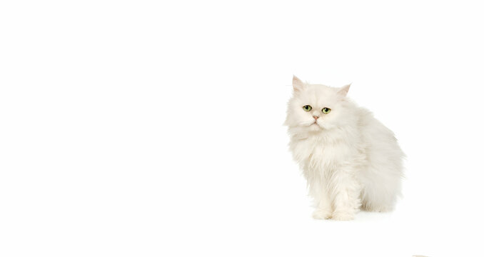 white cat on white, generative Ai