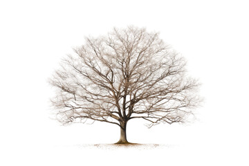 The Elegance of a Leafless Tree Showcase Isolated On Transparent Background