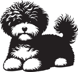  bichon frise silhouette,do  bichon frise smell, bichon frise cost