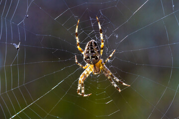 Close-up.  Female garden spider (Araneus Diadematus)  sitting on the web.
