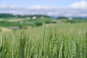 夏の富良野・美瑛