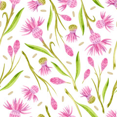 Watercolor pink knapweed with leaves seamless pattern 