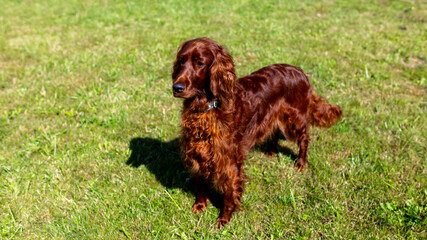 Cute Irish setter dog resting on green grass in the setting sun. Walk the dog in the summer in the...