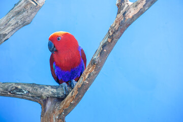 Eclectus parrot (Eclectus roratus), red eclectus portrait on blue color background