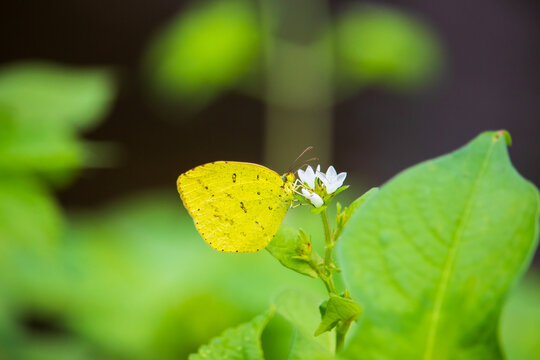 Common grass yellow butterfly on a white persicaria thunbergii flower.