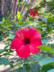 Beautiful red flower in the garden - 734912377