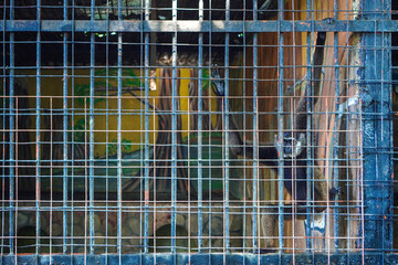 A kalawat gibbon (Hylobates muelleri) stares out of a wire-covered cage