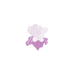 Iris vector illustration. Iris flower illustration in vector.