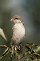Red-backed shrike Portrait in a natural environment