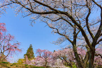 Fototapeta premium 杜の都仙台 桜 榴ヶ岡公園 