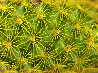 Cactus. Cactus close up. Cactus needles