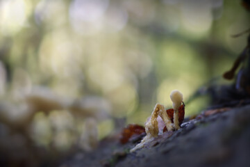 Pilze