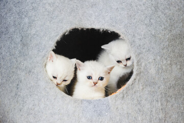 A group of purebred kittens with blue eyes in a house for cats