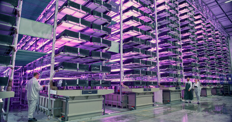 Workers at a Vertical Farm Talking at Work while Walking in a Hall with Plants on a Rack Under UV Led Lights. Employees Growing Sustainable Produce with an Industrial-Scale Hydroponics System.
