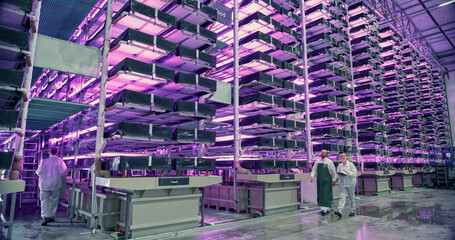 Workers at a Vertical Farm Talking at Work while Walking in a Hall with Plants on a Rack Under...