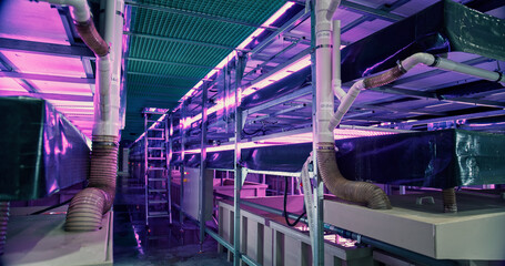 Growing Natural Plants in a Controlled Environment Agriculture at a Modern Vertical Farm with...