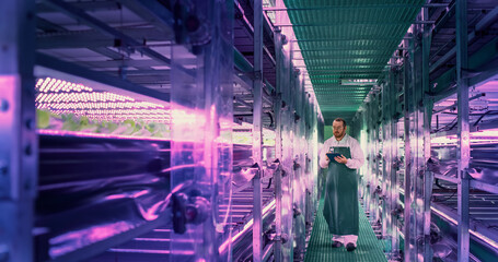 Young Farmer Working in a Vertical Farm Facility with Ultraviolet LED Lights. Hydroponics...