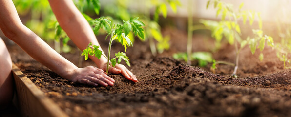 Human hands planting sprouts of tomatos in greenhouse - 734917778