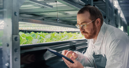 Adult Biology Scientist Closely Inspecting and Analyzing Young Growing Crops. Farming Engineer...