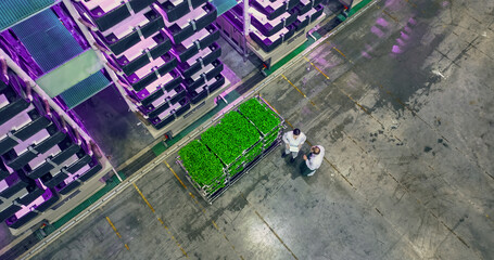 Vertical Plant Farm Specialists Talking Next to a Rack with Fresh Basil Crops. Female and Male...