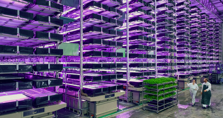 Aerial Drone Shot with Vertical Farm Production Workers Walking, Passing a Loaded Rack with Fresh Green Vegetable Leaves. Farmers Working with a Hydroponics Gardening System at an Indoors Facility